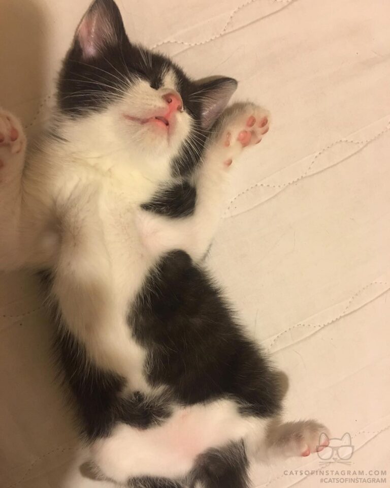 Baby miyuki sleeping on fluffy clouds