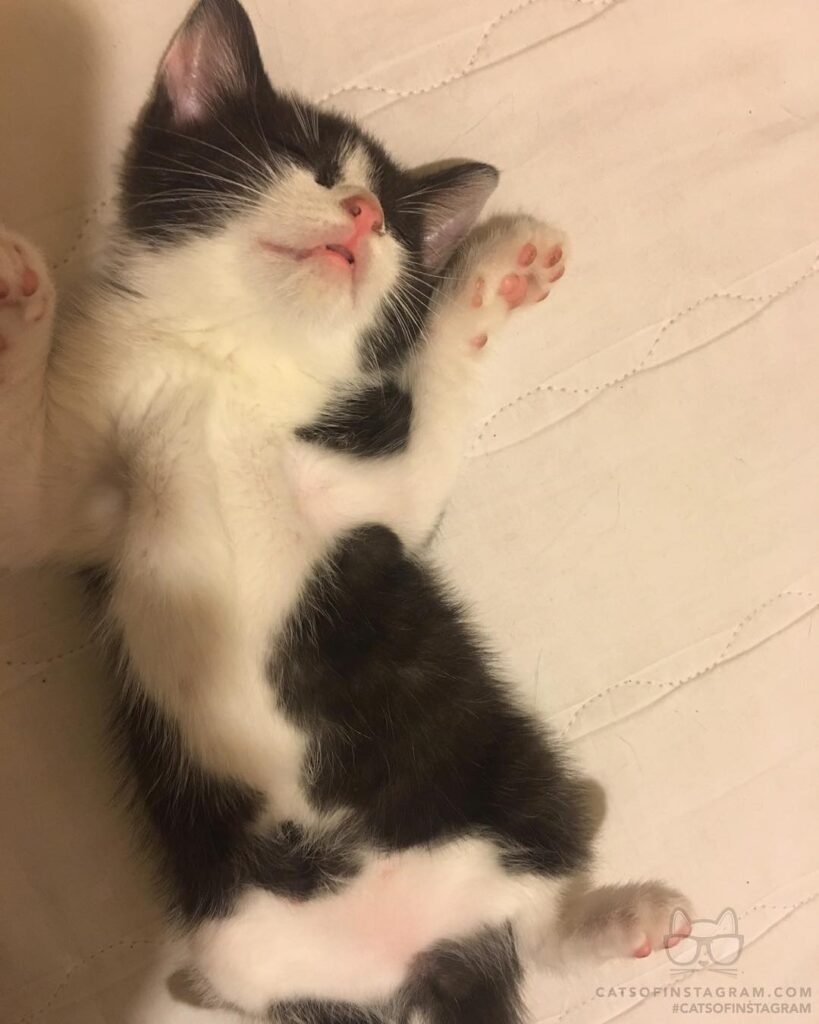 Baby miyuki sleeping on fluffy clouds