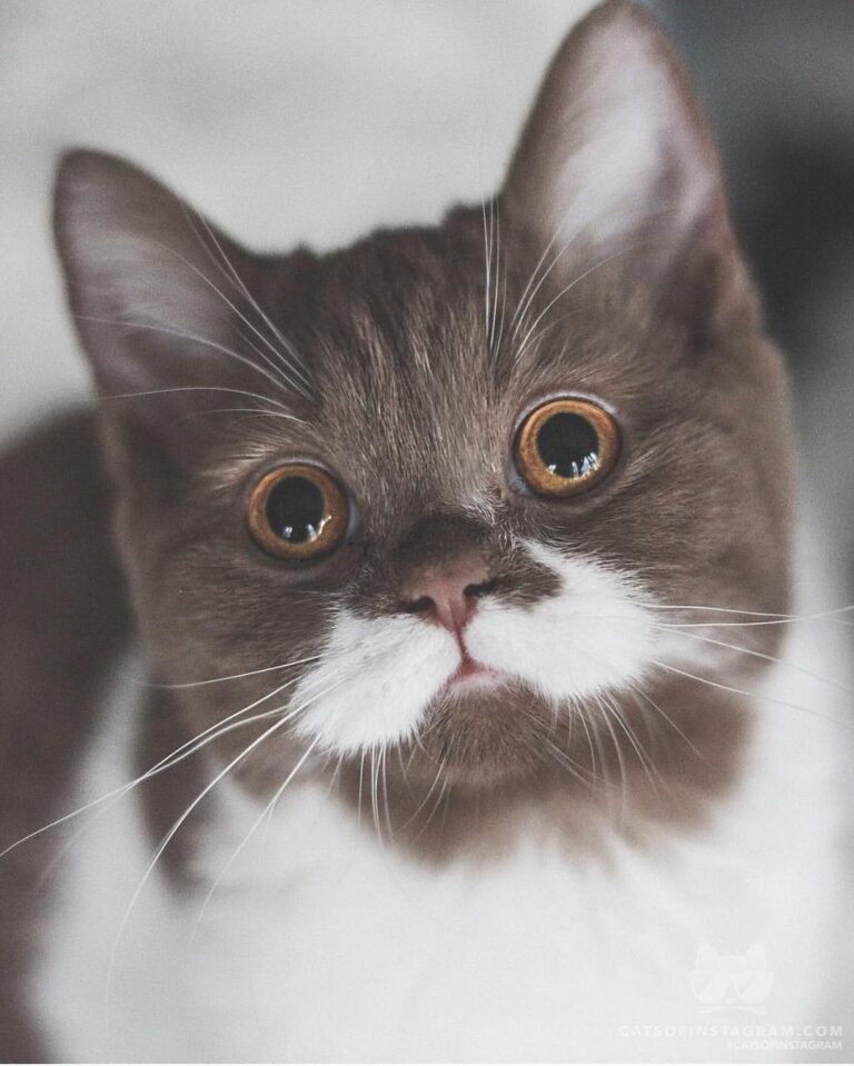 Happy Whiskers Wednesday