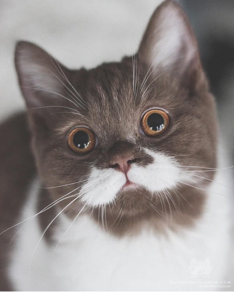 Happy Whiskers Wednesday