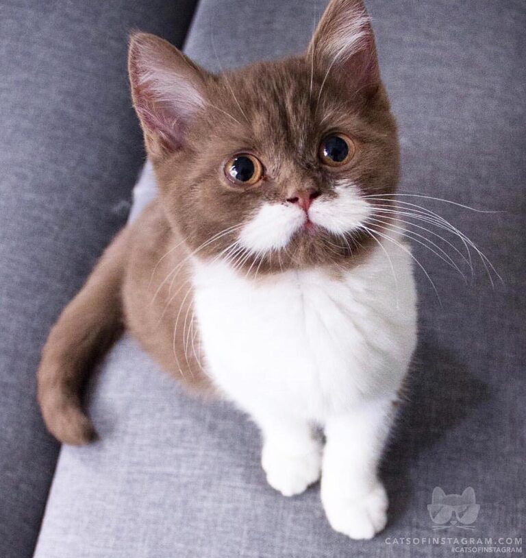Can we play??