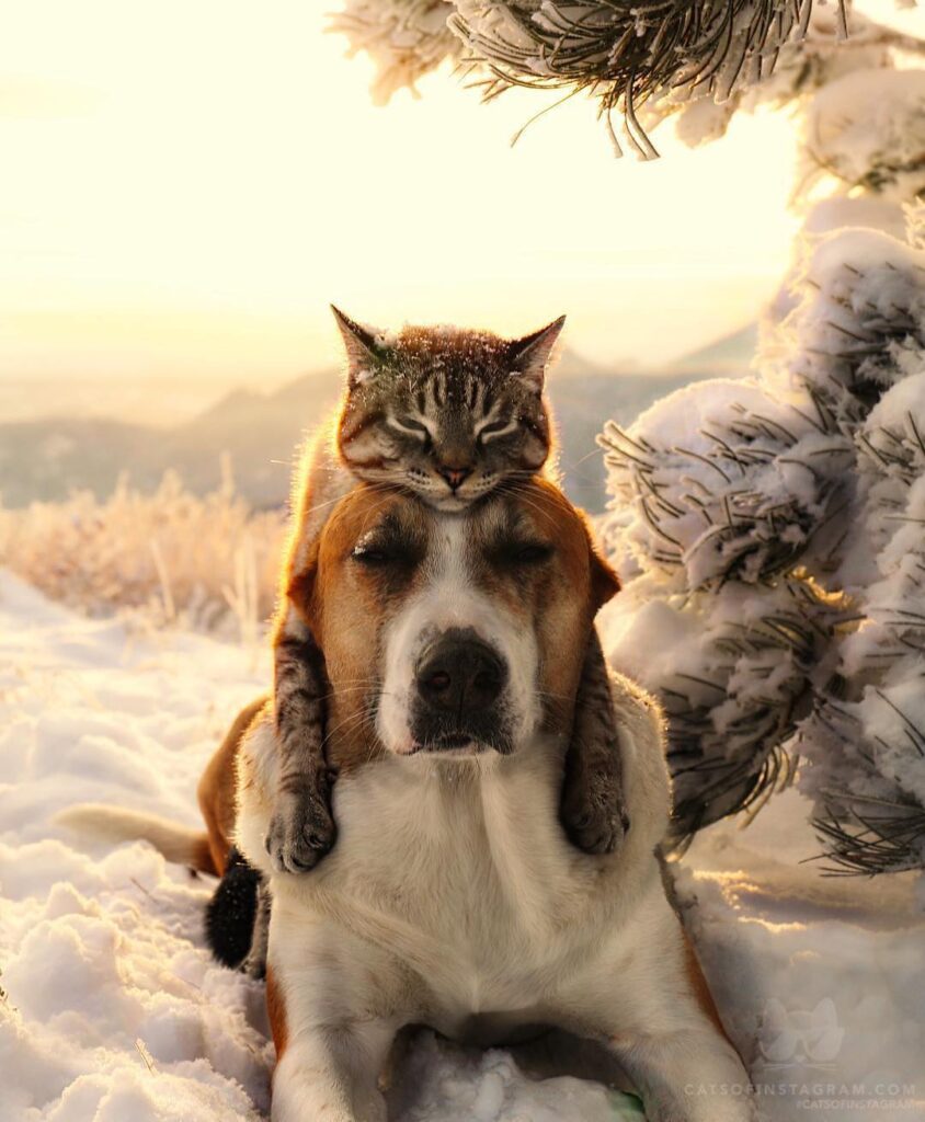 Frosty Cat Hat