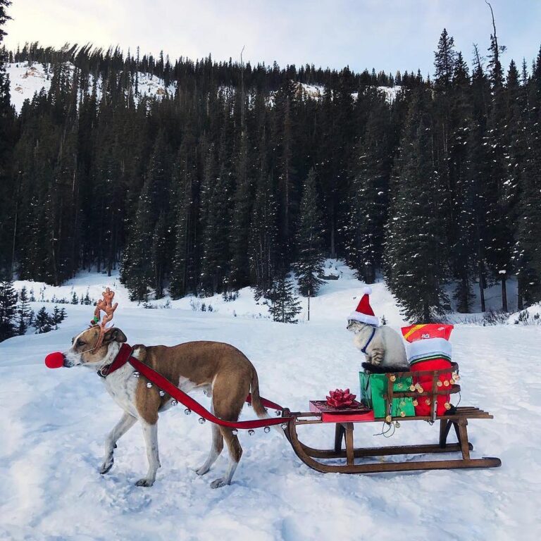 Reindeer Henry + Santa Baloo