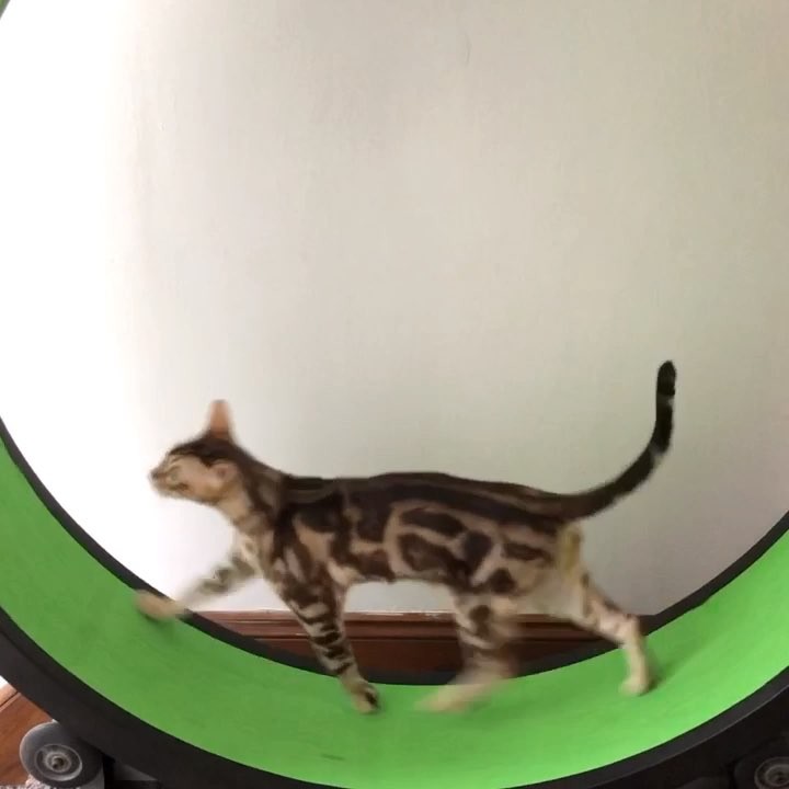 “Bengal HIIT Training (brought to you by Herman and Ted