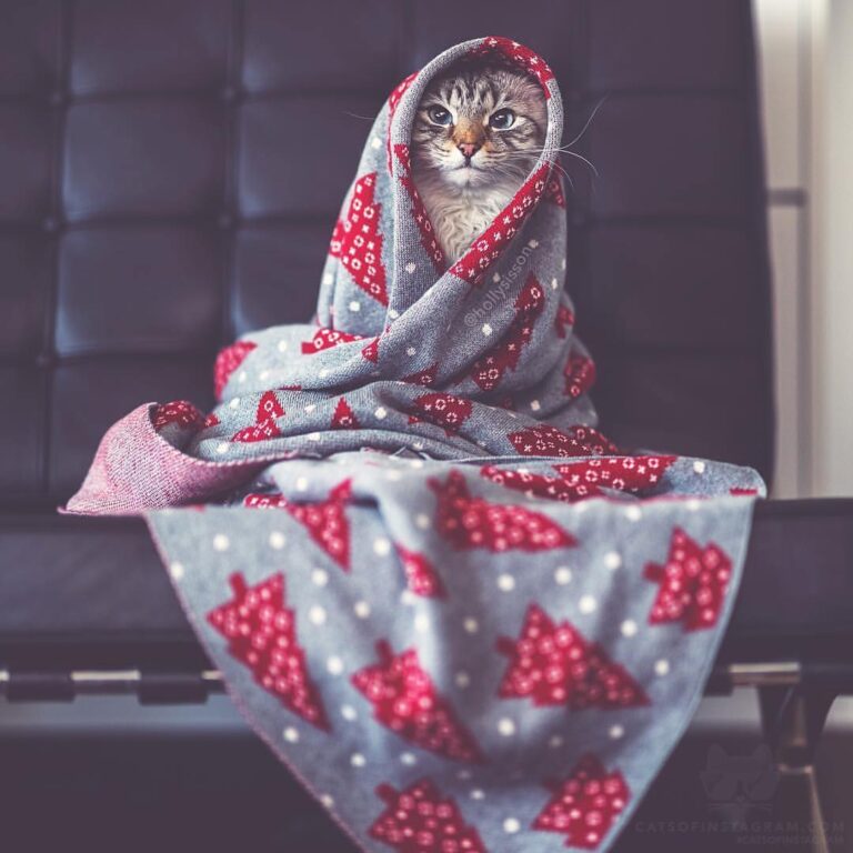 “I gots to stay cozy! (: @hollysisson; See more of Finnegan,