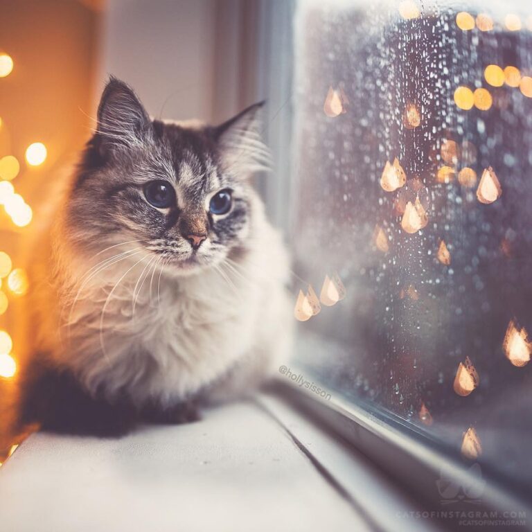 “The best place to watch the rain (: @hollysisson; See more