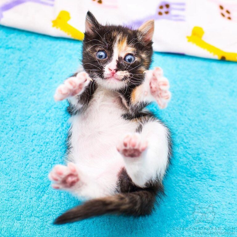 Cute Cat Moment