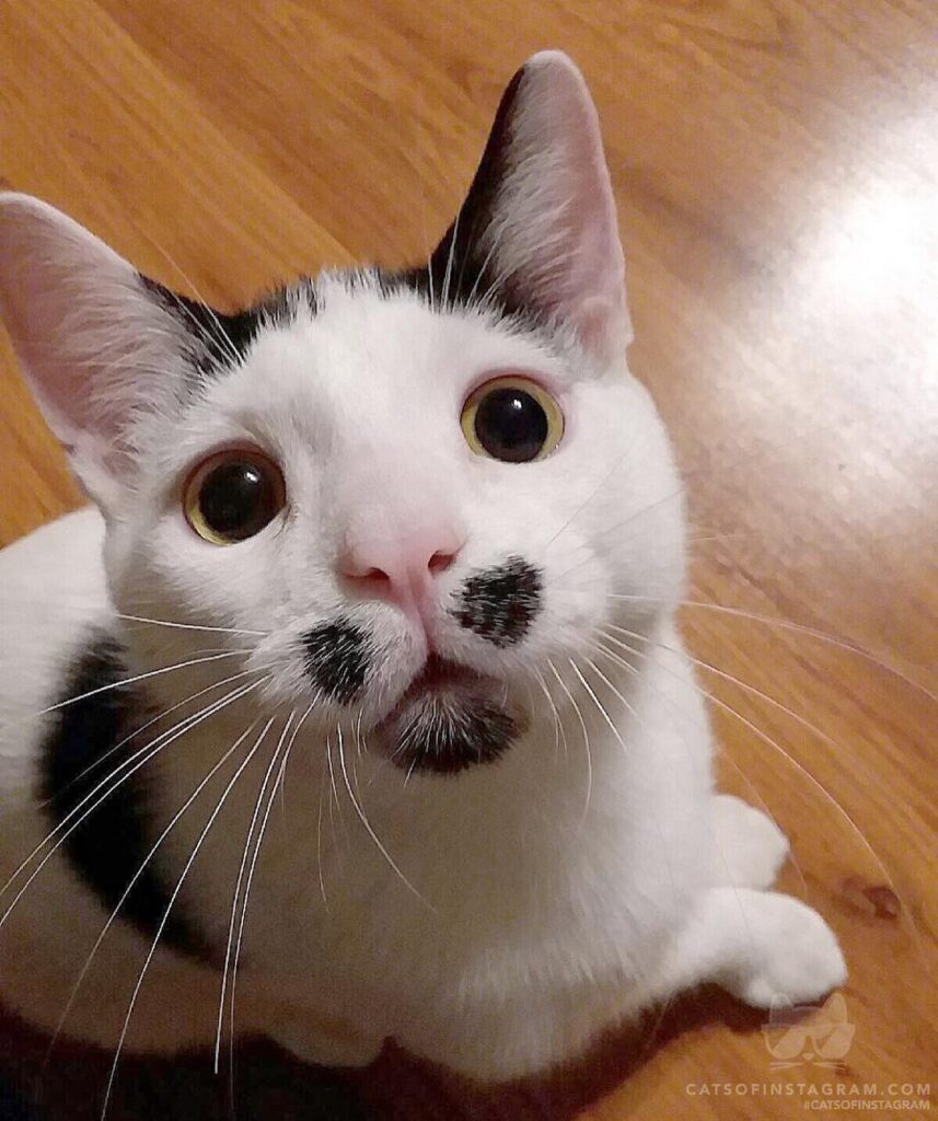 Did you say treat?