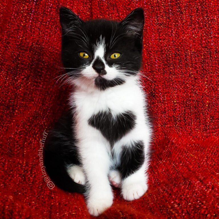 Actual proof that cats are love.
