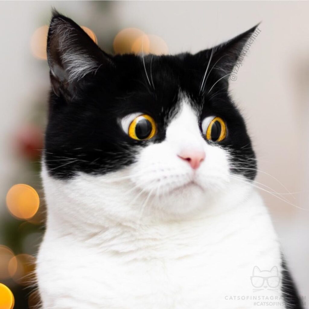 “When you find out the human posts all your photos online