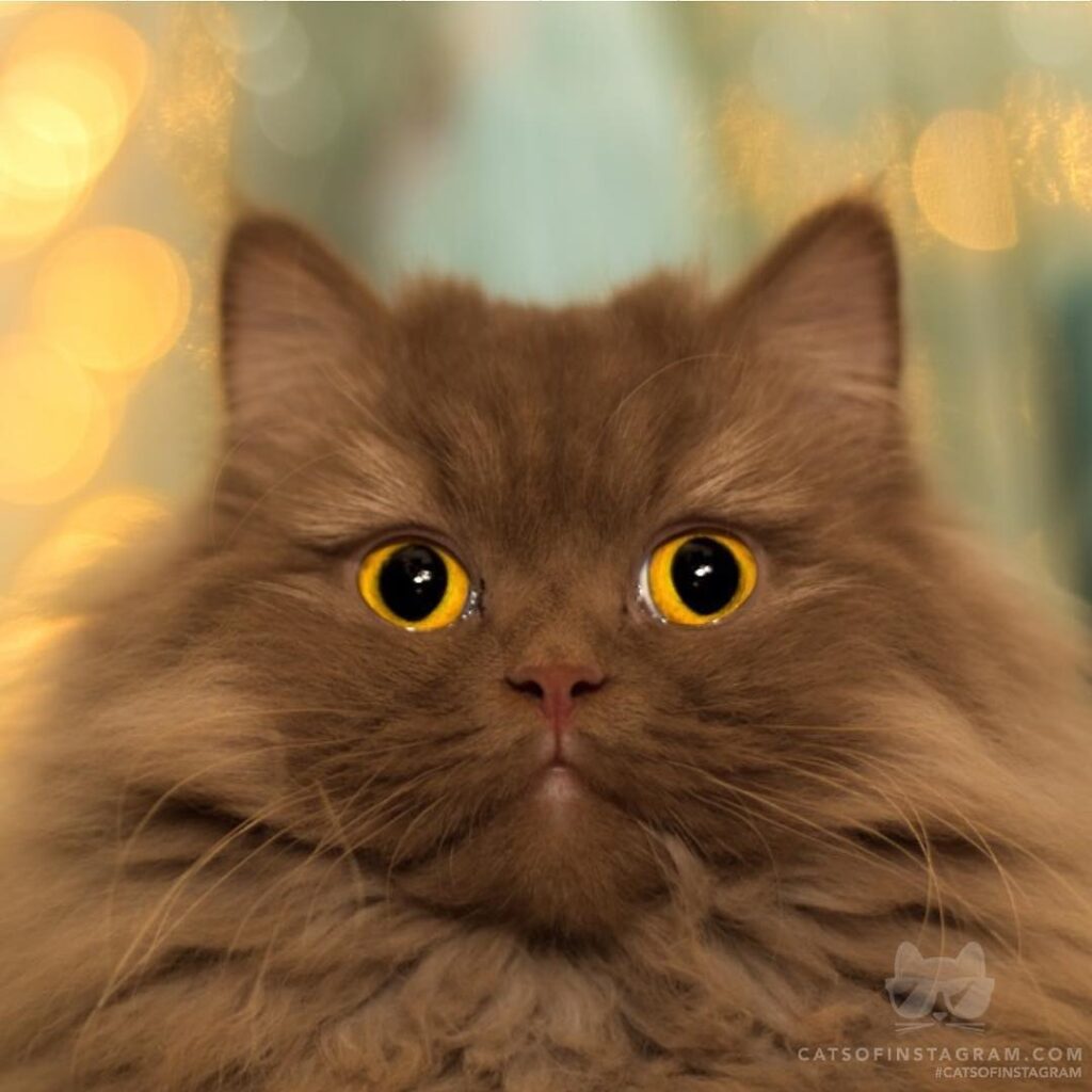 Did I leave the oven on?