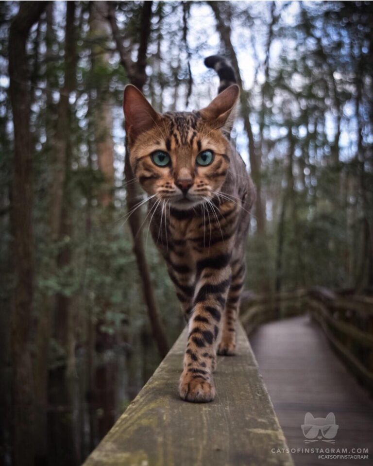 Doing the cat walk