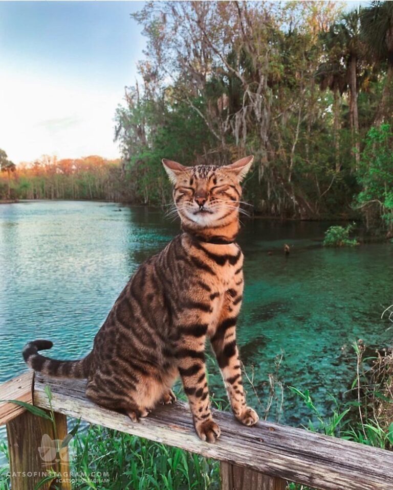 Dreaming of springs