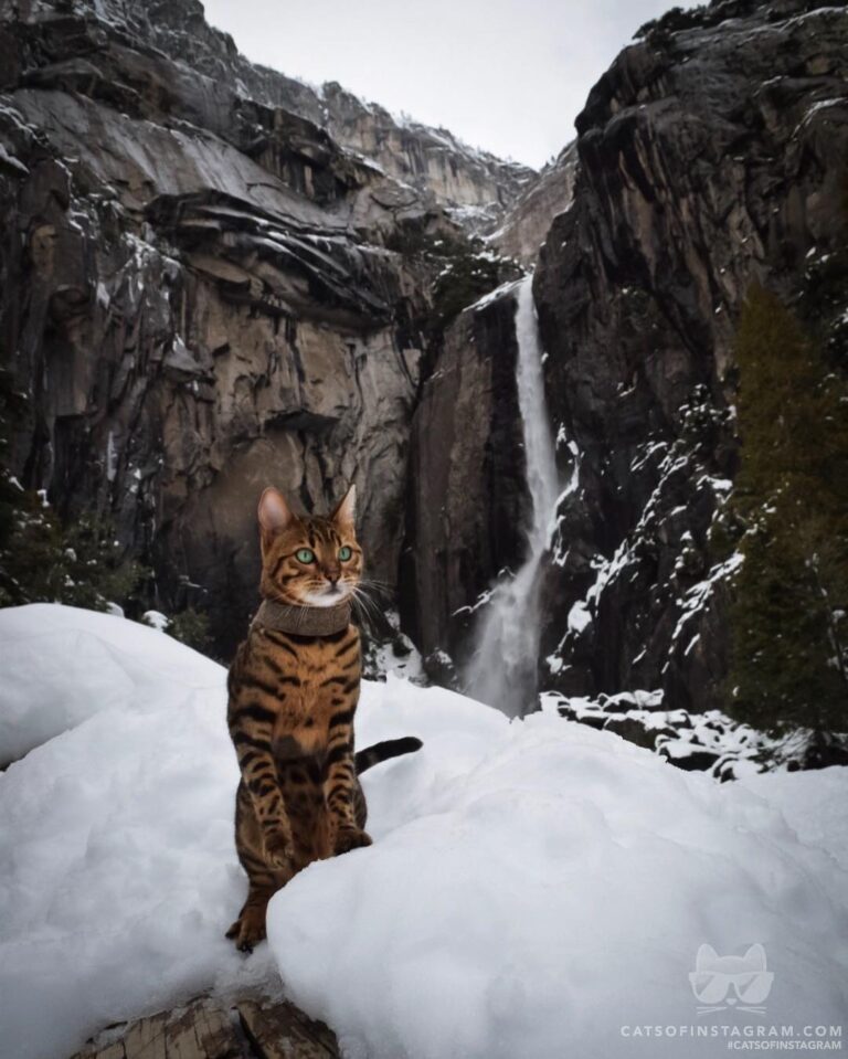 Whiskered waterfall chaser
