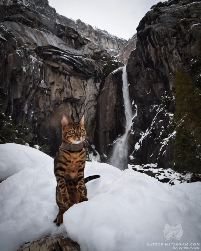 Whiskered waterfall chaser