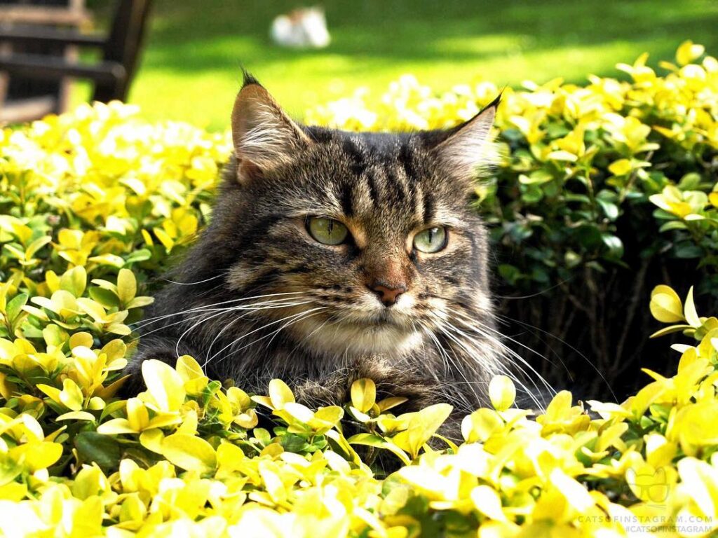 “Happiness is having a cat as a friend and time spent with