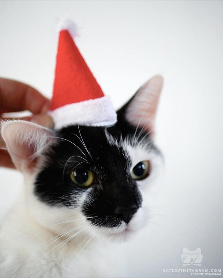 Ready for christmas