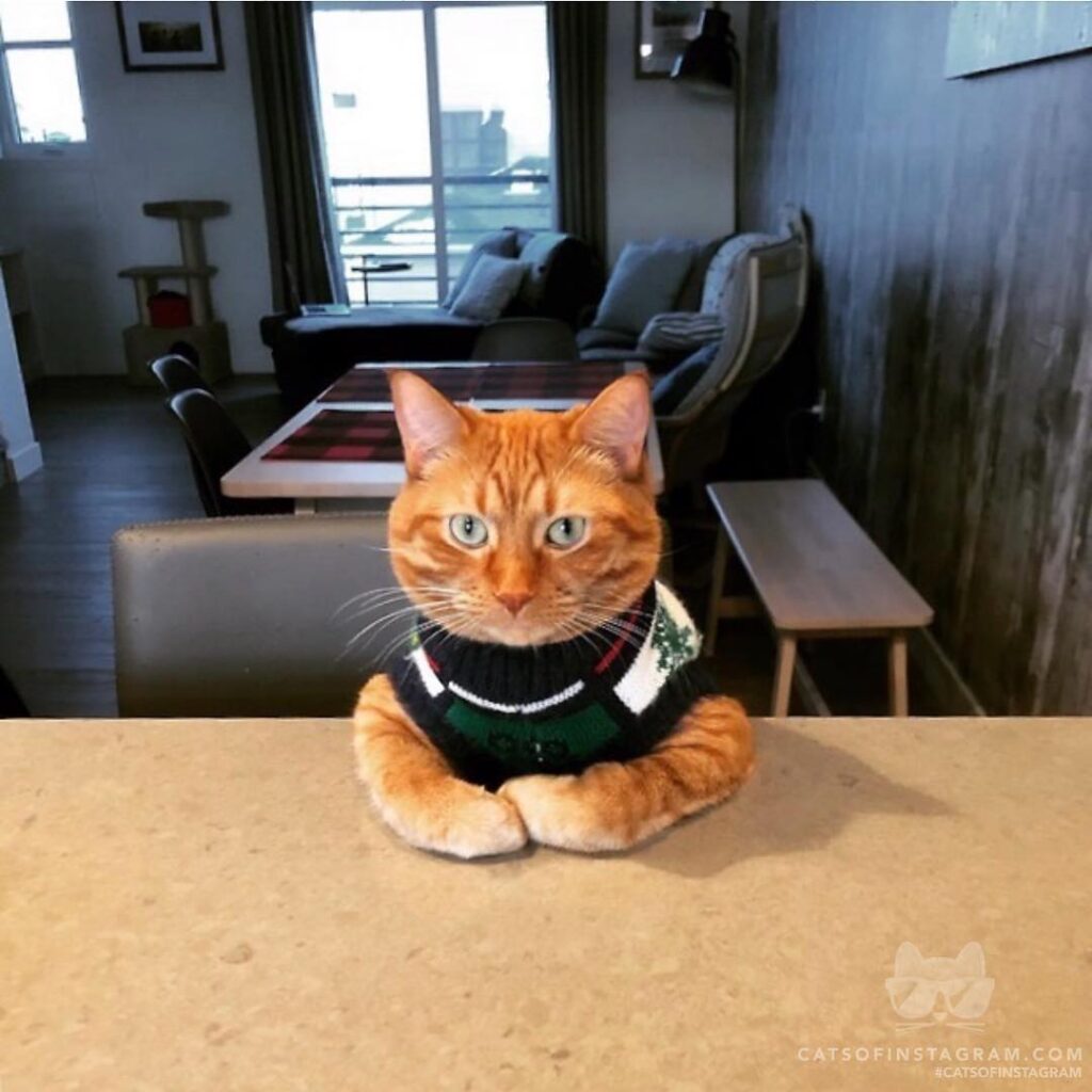 “I’m wearing my Christmas sweater and sitting pretty, so do