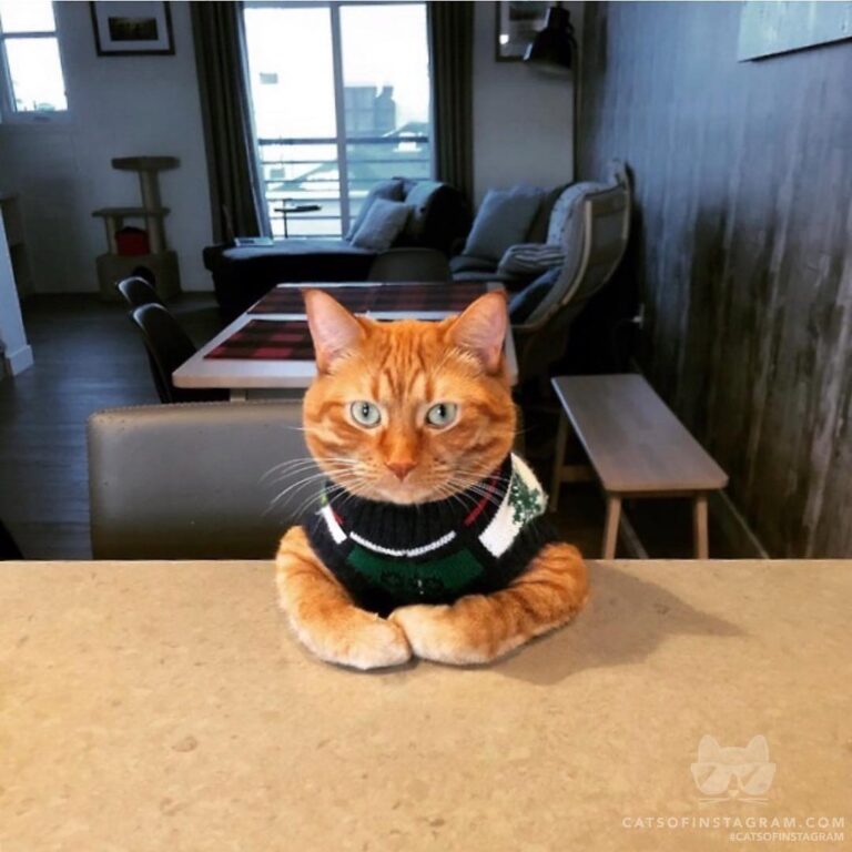 “I’m wearing my Christmas sweater and sitting pretty, so do