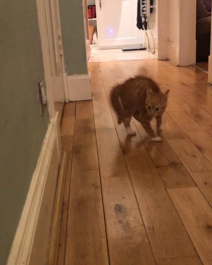 9 week old Logan jumping into the weekend