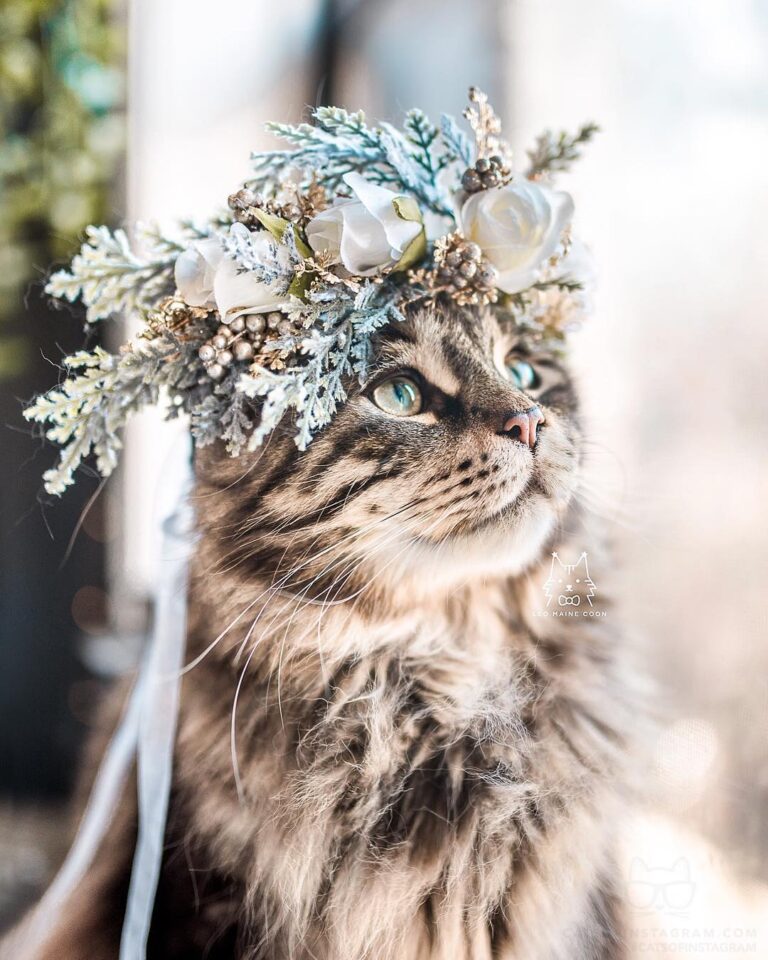 Make way for the winter king!