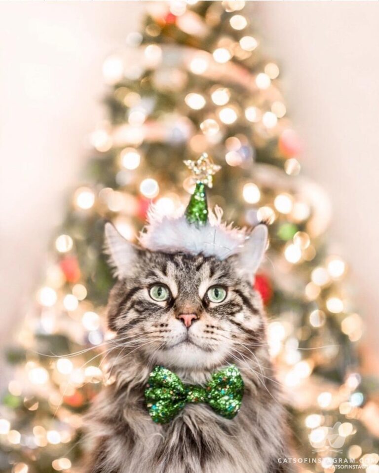 Merry catmas and the happiest of meowlidays!