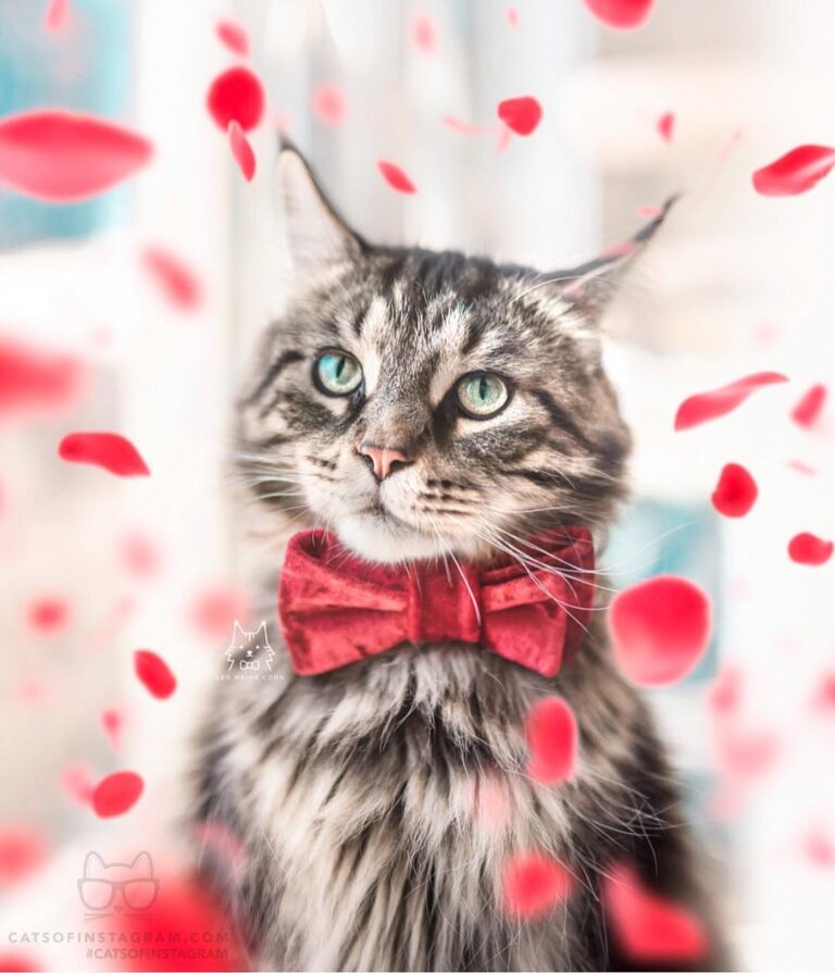 Will you be my valentine?