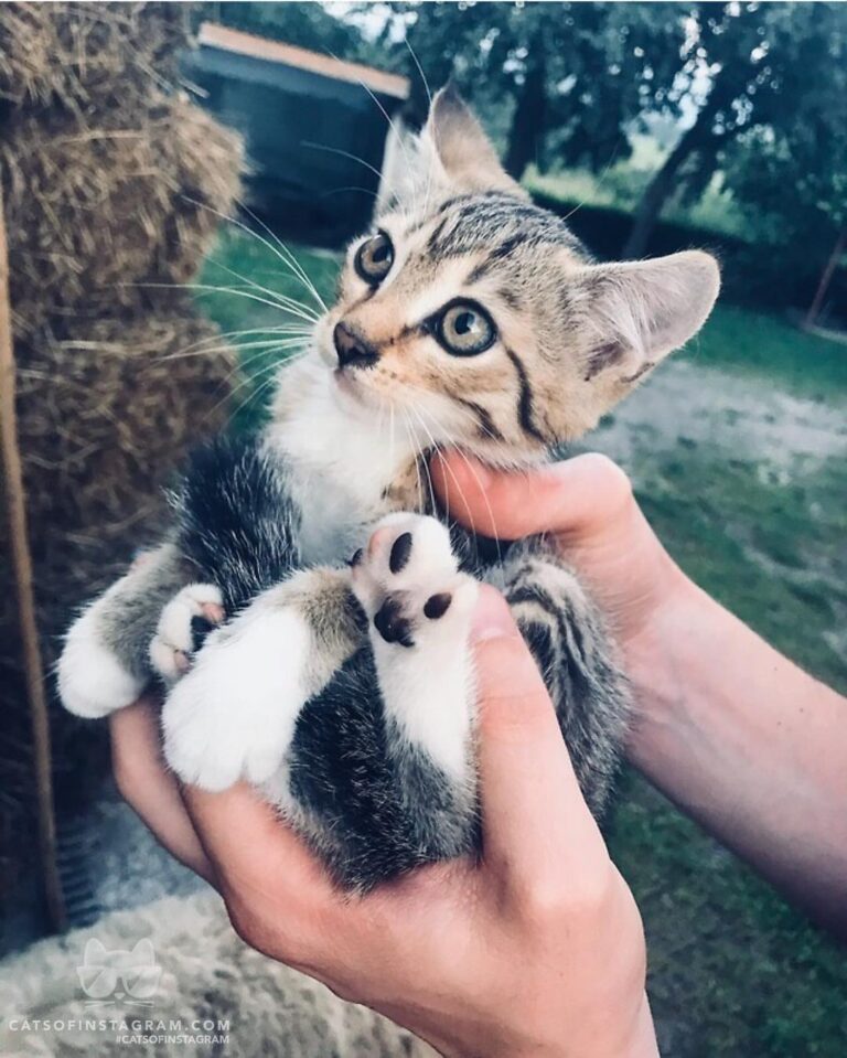 Our little majo