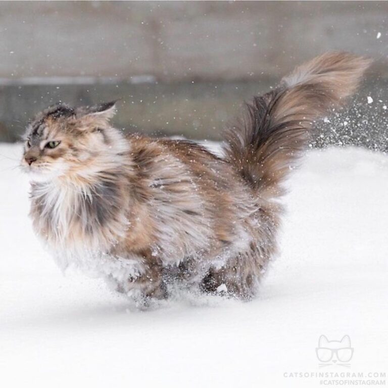 Dashing trough the snow