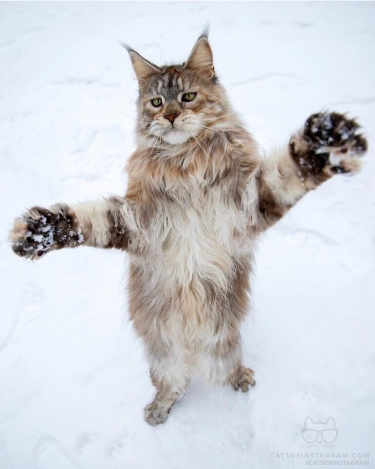 I love you this much