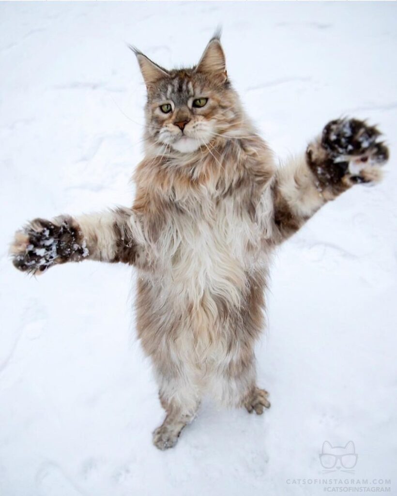I love you this much