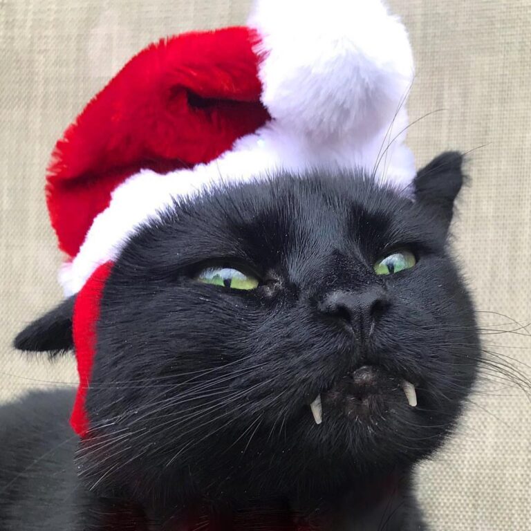 “So, I didn’t get the position as Santa’s 9th reindeer BUT I