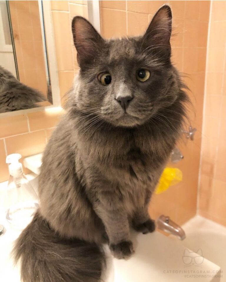 “Here’s my audition for cutest cat in the world. How did I