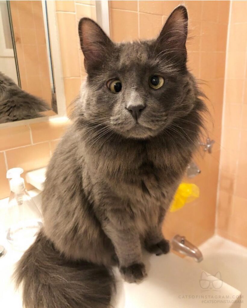 “Here’s my audition for cutest cat in the world. How did I