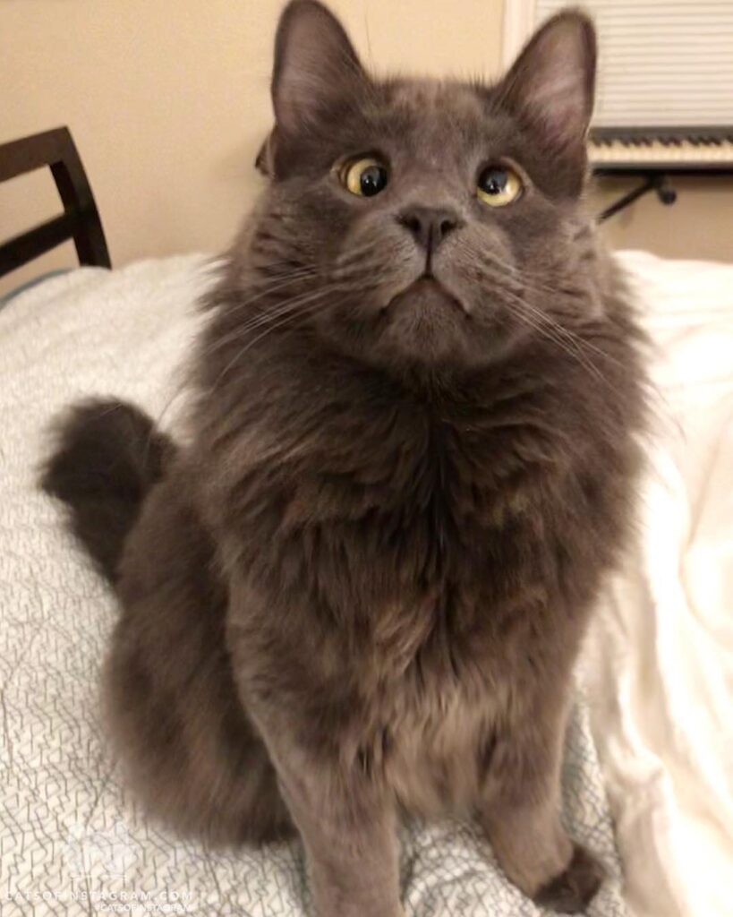 Cute Cat Moment