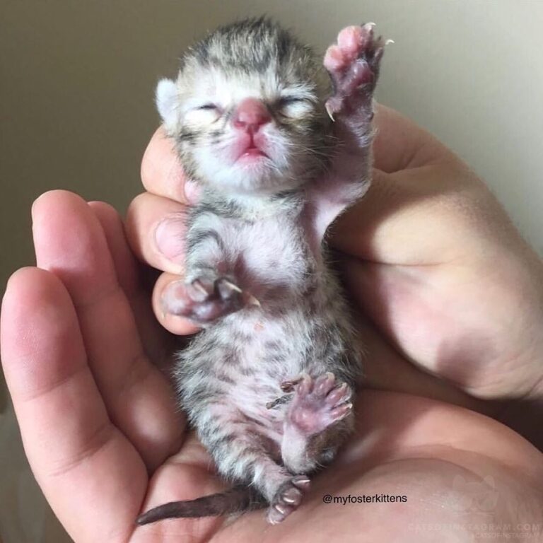 “SAY HELLO TO MARION! On February 12, 2016 sweet Marion w