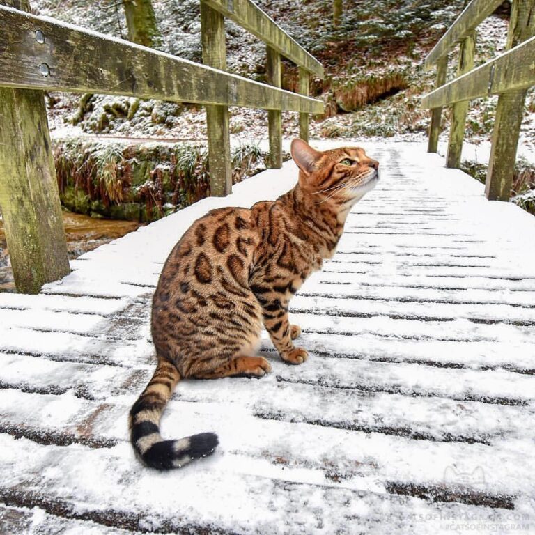 Little hiker
