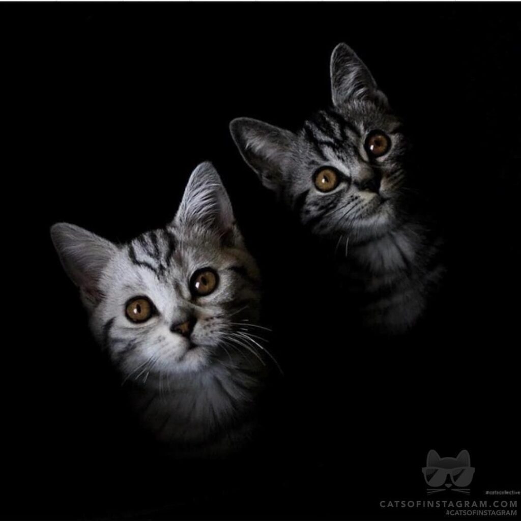 Do you have food? Can you give us some fish?