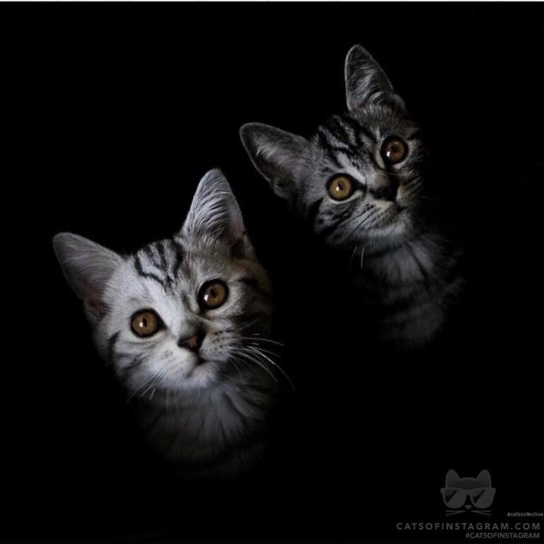 Do you have food? Can you give us some fish?