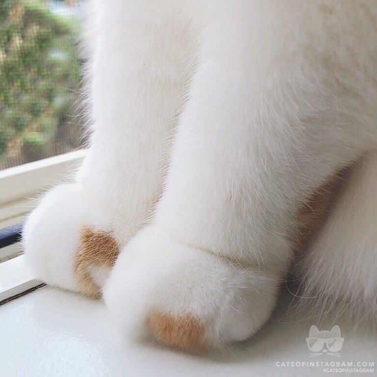 Enjoy the fluffy paws