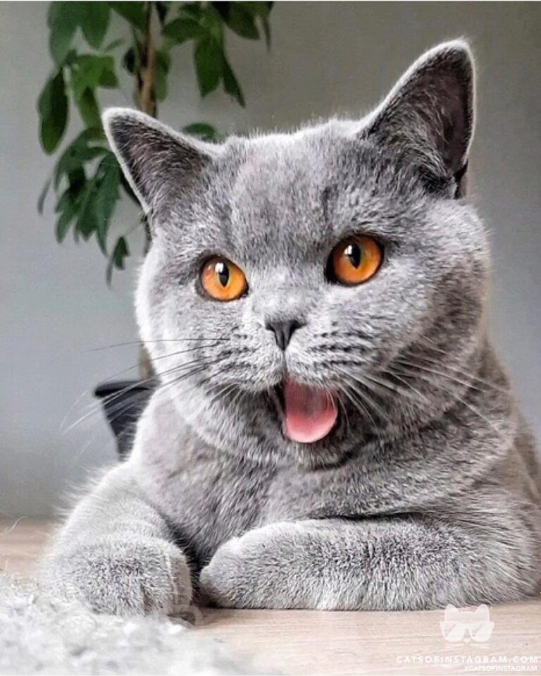 “When my human ask: What is your favorite emoji ” #