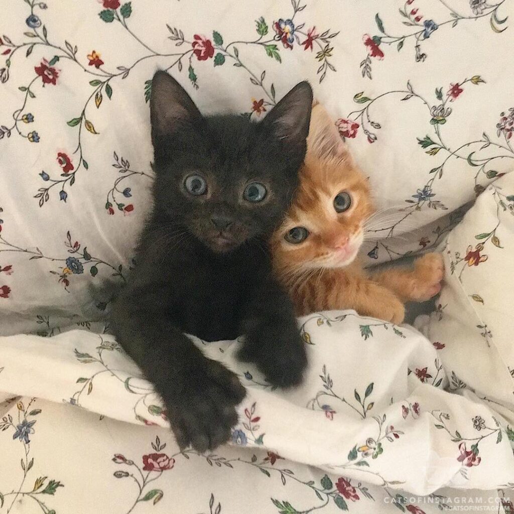 100% verified adorable