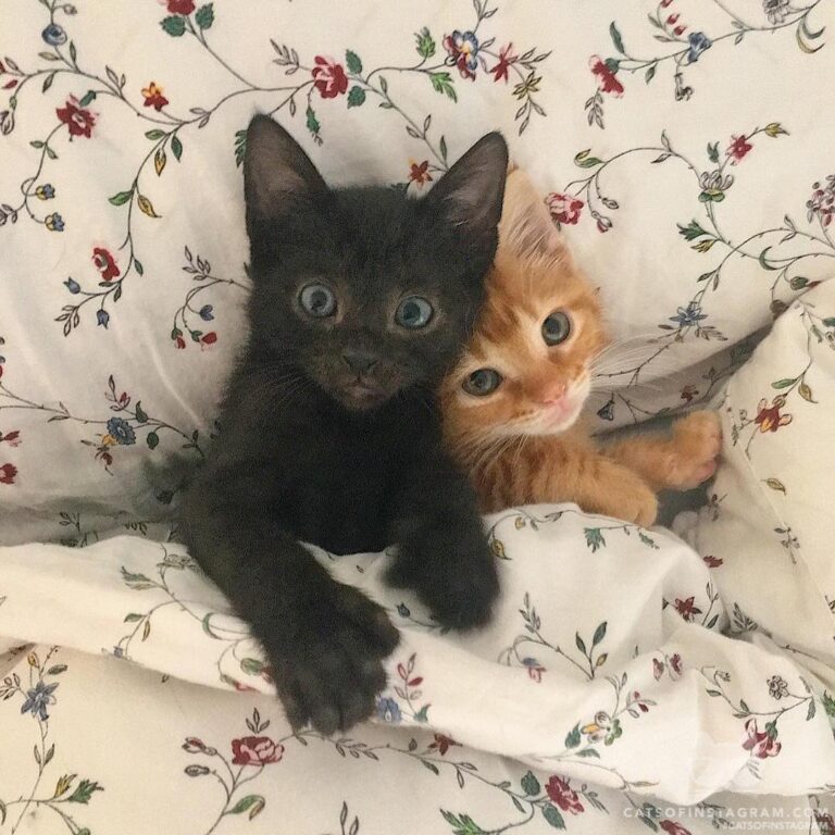 100% verified adorable