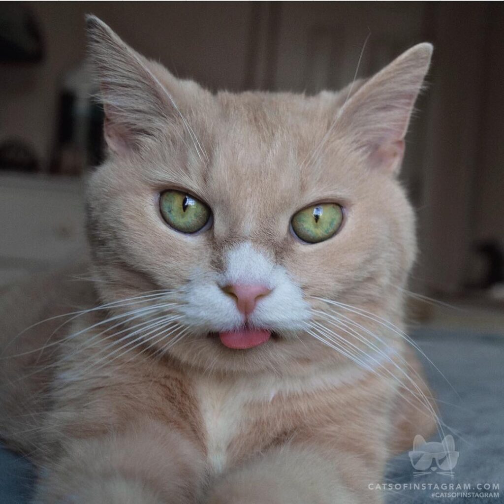 “Did someone say treats? I think I just heard someone s