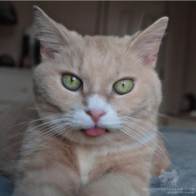 “Did someone say treats? I think I just heard someone s