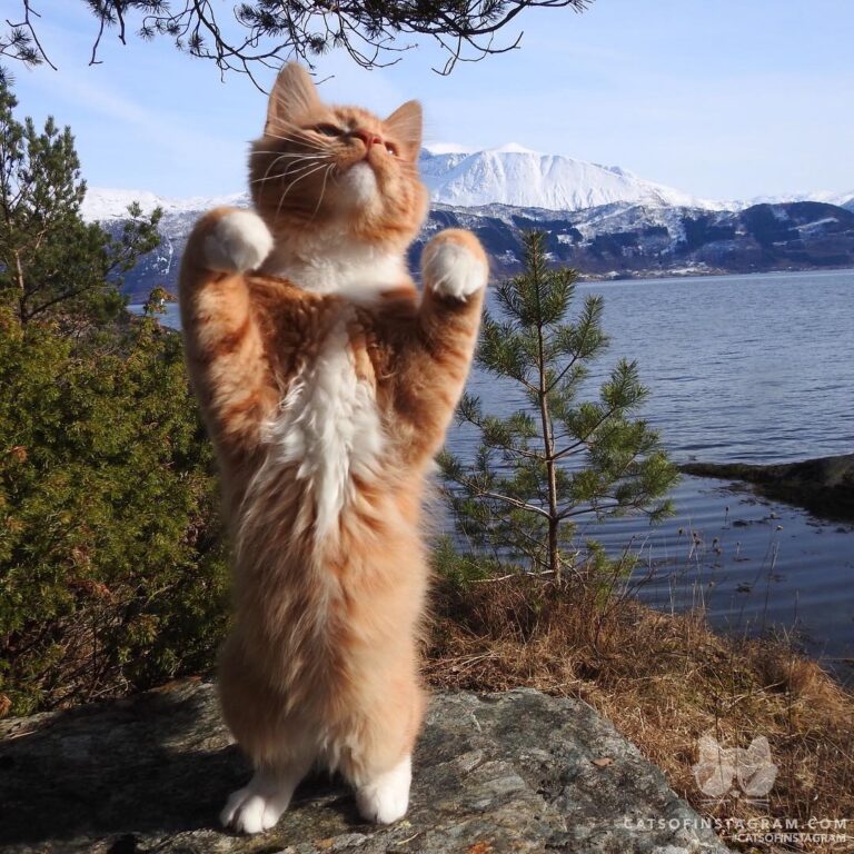 Cat or Teddy bear?