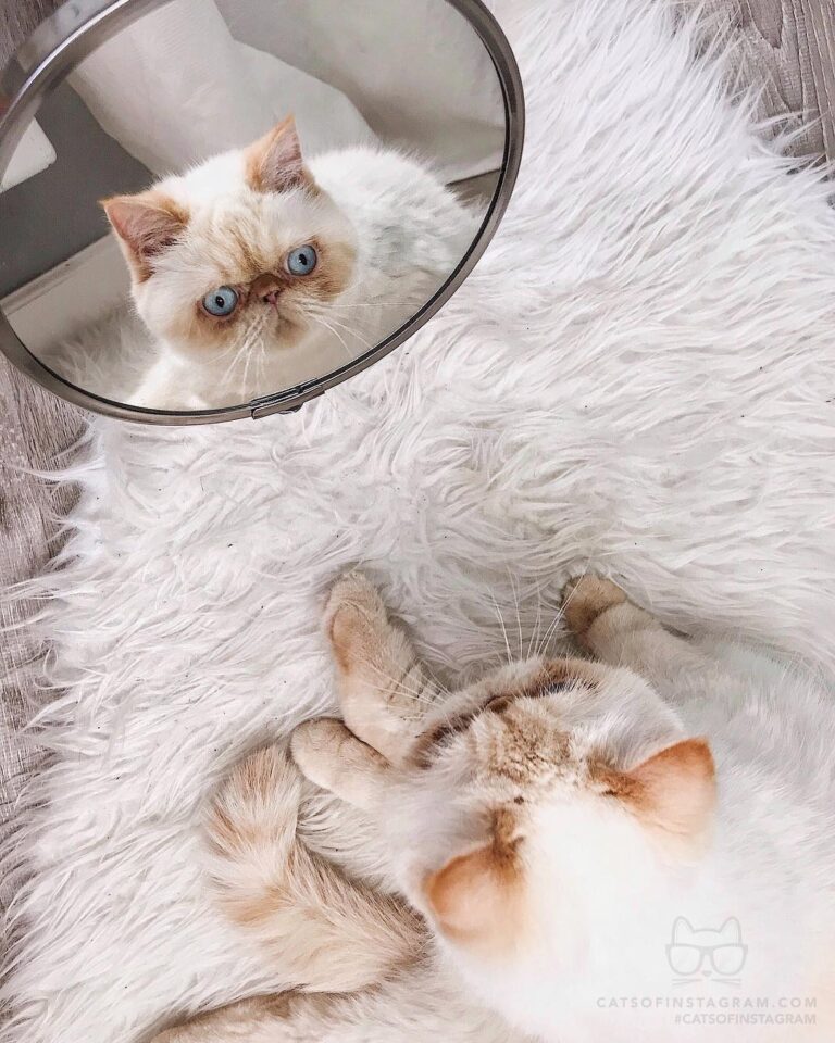 Cute Cat Moment