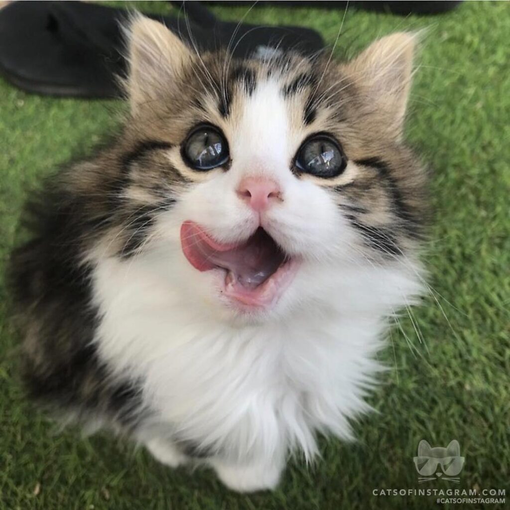 My cat miki after finishing a meal!