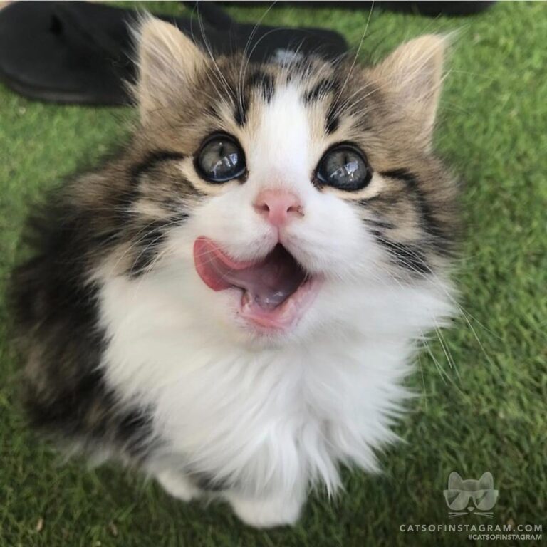 My cat miki after finishing a meal!