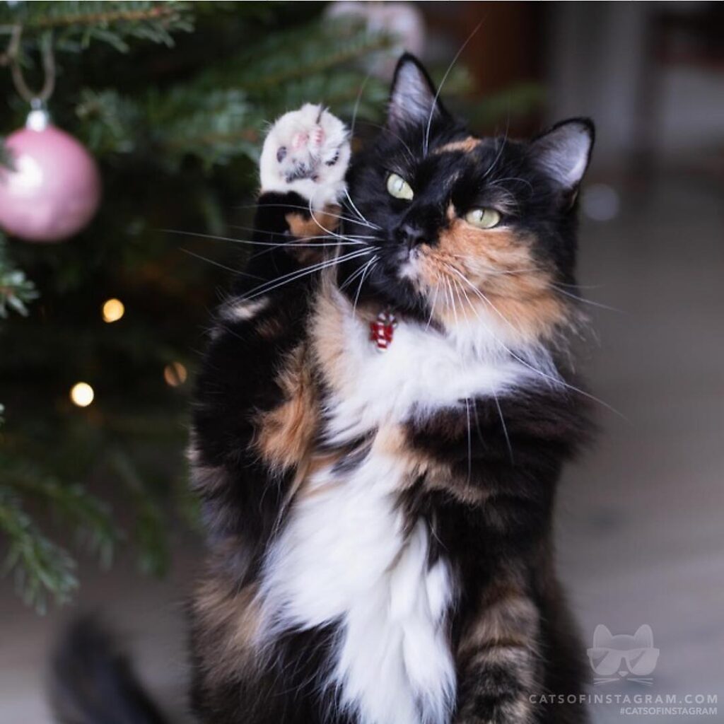 Paws up if you’re only a morning person on December 25th!